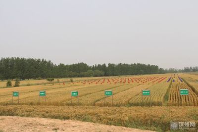 2021年滨州“三农”故事之十一中裕打造小麦全产业链联合体“航母”